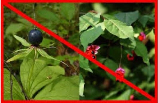 Ядовитые лесные ягоды, которые опасны для жизни!.