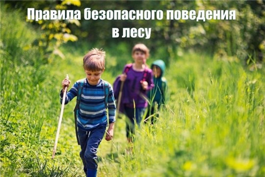 Правила безопасности в лесу.