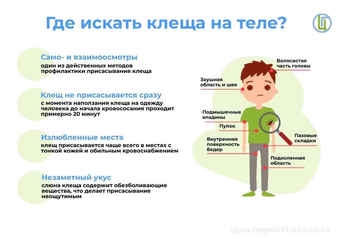 Почему нужно бояться клещей?.